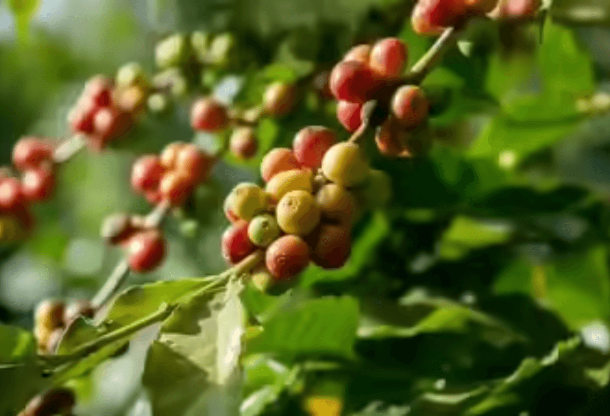 Coffee Berry Borer pest spreads to 140 acres in ASR district
