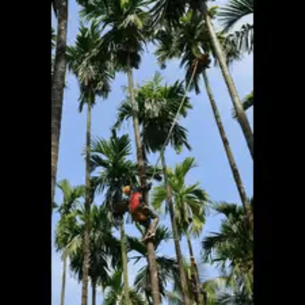 Coffee, areca farmers worry about rot disease risk amid rain